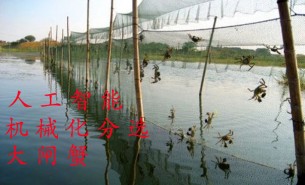 大閘蟹分選機(jī)為何成為陽(yáng)澄湖蟹業(yè)必然的新選擇？