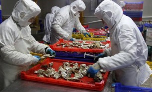 牡蠣分揀機助力中國牡蠣之鄉-珠海大航核心技術